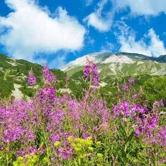 tourhub | Travel Editions | Alpine Wildflowers of Bulgaria Tour 