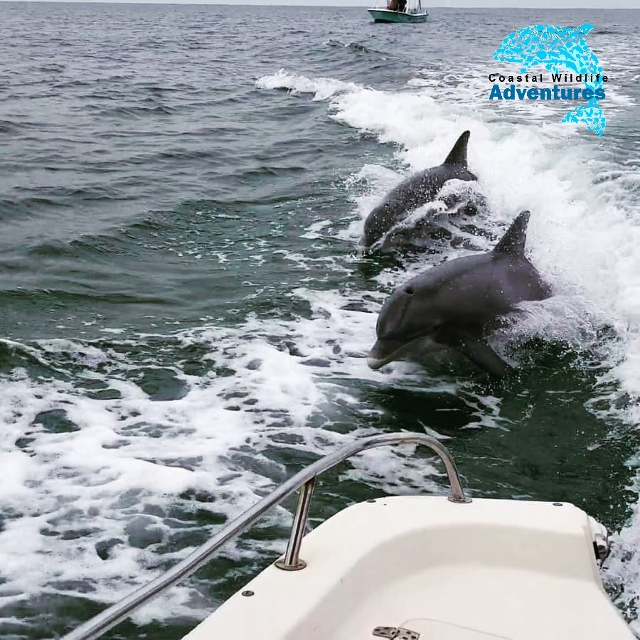 2 Hour Dolphin Tour