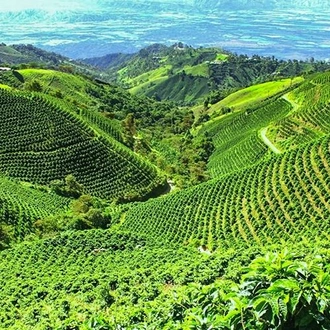 tourhub | Bamba Travel | Manizales Coffee Experience 2D/1N 