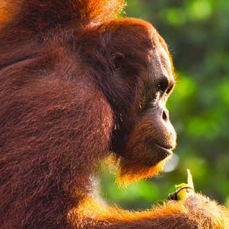 tourhub | Exodus Adventure Travels | Borneo & the Malaysian Peninsula 