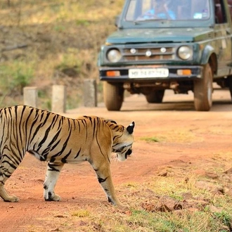 tourhub | Agora Voyages | Wildlife Safari in Central India: Tadoba, Pench, Kanha & Bandhavgarh National Parks 