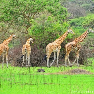 tourhub | Verdoro Safaris | Game drives Safaris 