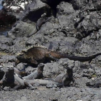 tourhub | BM Tours | 5 Days Galapagos Tour: Santa Cruz and Isabela Islands 