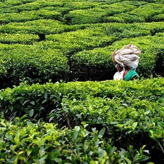 tourhub | Agora Voyages | Enchanting Munnar Tour from Madurai 