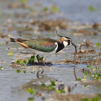 tourhub | Brightwater Holidays | Scotland: Highland Wildlife Safari 4656 