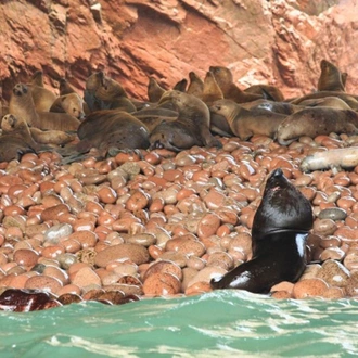 tourhub | Bamba Travel | Ballestas Islands & Sand-Boarding Adventure 2D/1N 