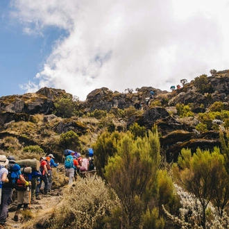 tourhub | Explore! | Kilimanjaro - Lemosho Trek + Safari Extension 