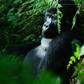 tourhub | Verdoro Safaris | Gorilla Trekking tours 