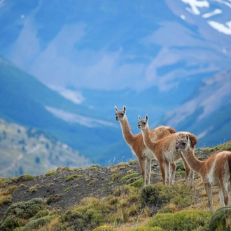 tourhub | Exodus Adventure Travels | Discover Chile 