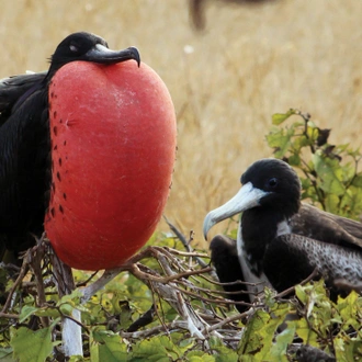 tourhub | Intrepid Travel | Galapagos at a Glance: Southern Islands (Grand Daphne) 