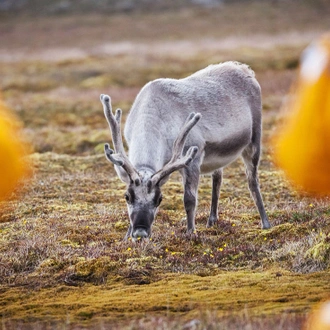 tourhub | Intrepid Travel | Ultimate Arctic Voyage: From Svalbard to Jan Mayen to Iceland 