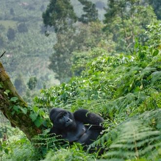 tourhub | Intrepid Travel | Uganda Gorilla Short Break: Original 