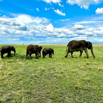 tourhub | Johnbow Tours and Travel | 3-Days Masai Mara safari by 4 X 4 Jeep 