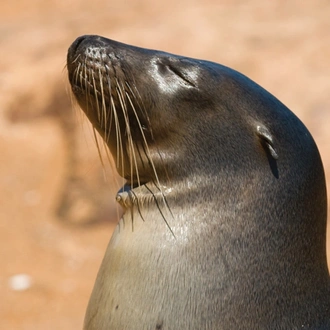 tourhub | Intrepid Travel | Absolute Galapagos (Grand Daphne) 