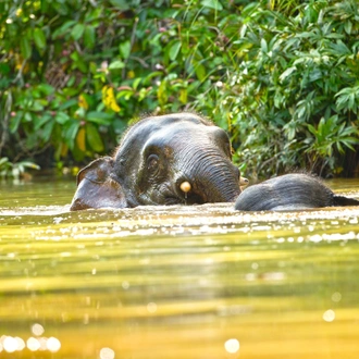 tourhub | Exodus Adventure Travels | Borneo Wildlife Discoverer 