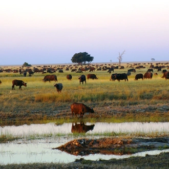 tourhub | Bundu Safaris Ltd | Kafue National Park 