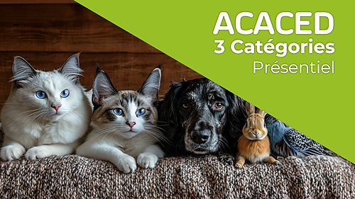 Représentation de la formation : ACACED 3 catégories