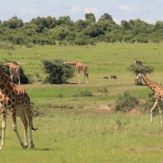 tourhub | Trek Rwenzori Tours | Uganda Greatest Hit Safari 