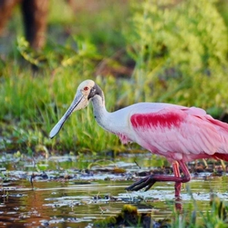 tourhub | Saga Holidays | Natural Wonders of Costa Rica with the Panama Canal 