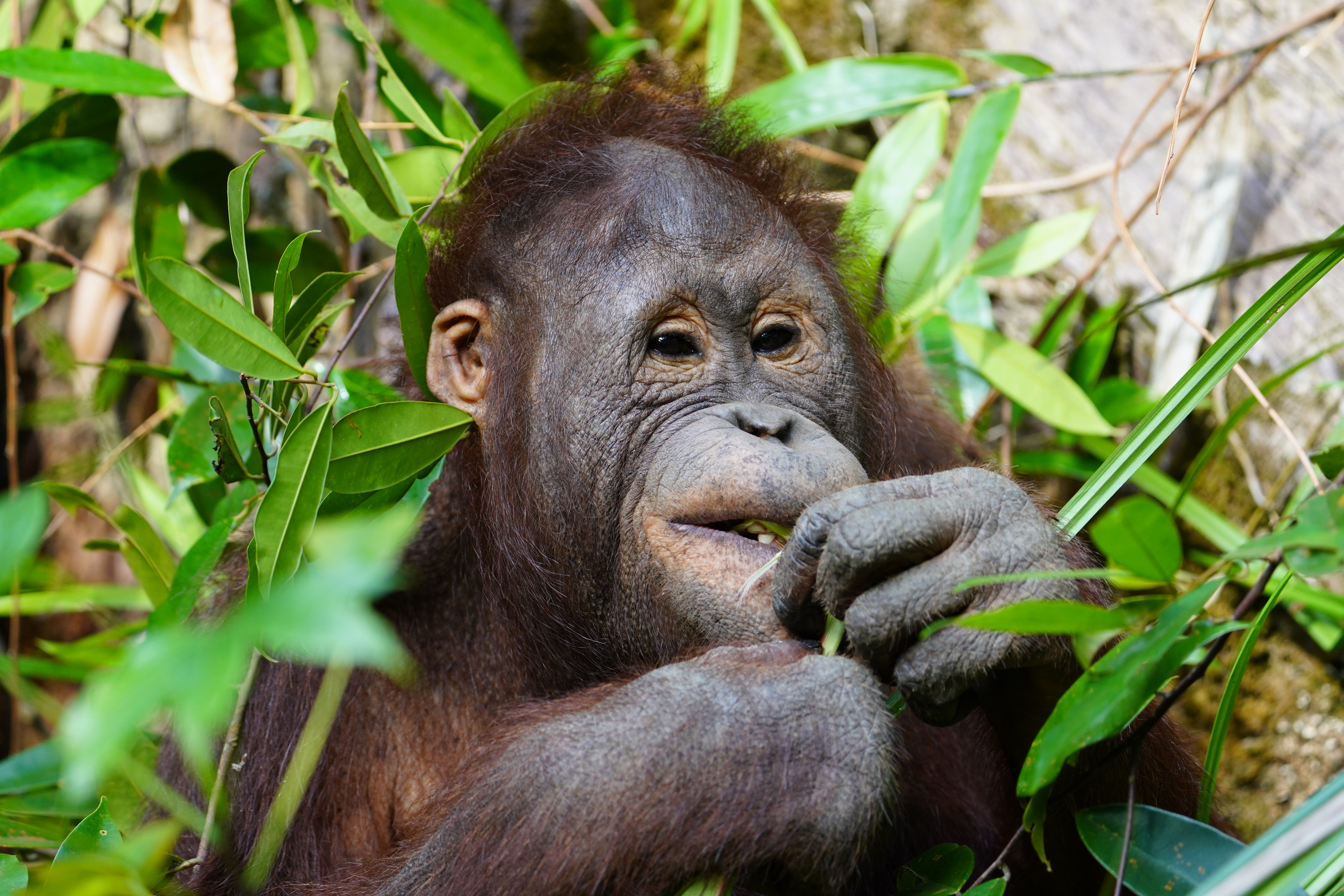 Adopteer orang-oetan weesje Gonda