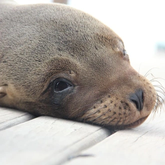 tourhub | Intrepid Travel | Classic Galapagos: Central Southern Islands (Grand Queen Beatriz) 