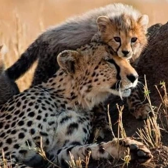 tourhub | Jossec Tours and Safaris | 4 Days Masai Mara & Lake Nakuru Tour. 