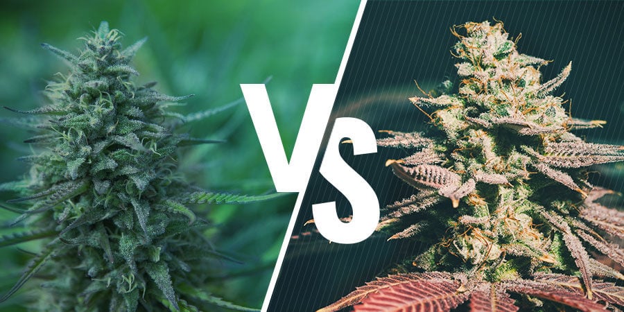 What Is the Difference Between Photoperiod and Autoflowering Cannabis Strains?