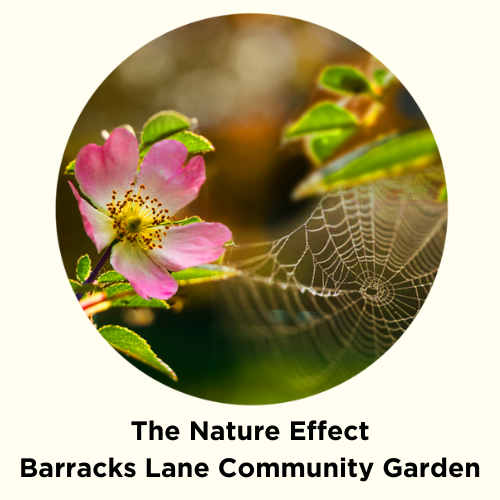 Barracks Lane Community Garden logo