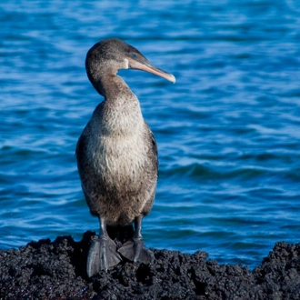 tourhub | Exodus Adventure Travels | Galapagos Encounter - Archipel I (Itinerary A) 