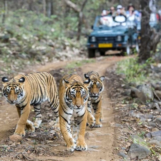 tourhub | Offbeat India Tours | India Golden Triangle Tour with Ranthambore Tiger Game Safari 