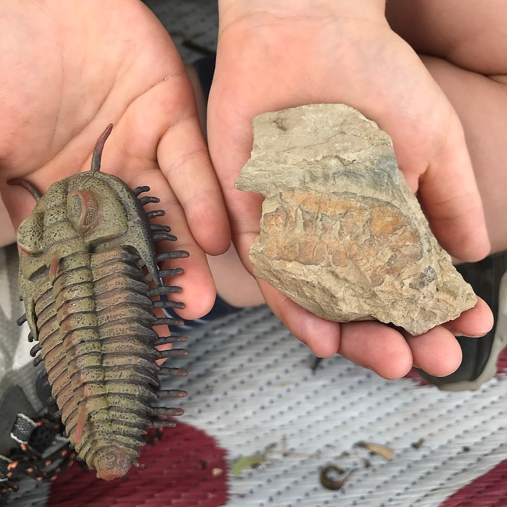 Looking at fossils