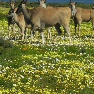 tourhub | HoneyBadger Travel & Tours | South Africa Flower Safari Namaqualand & West Coast 