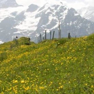 tourhub | Walkers' Britain | Meiringen: Panoramas of the Swiss Alps 