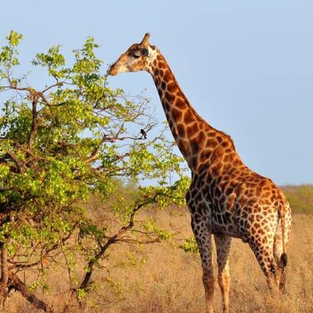 Kenya Wildlife Week - 7 days