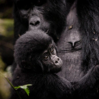 tourhub | ARP Travel Group | Bwindi by Air – Sanctuary Gorilla Forest Camp, Private Tour (On Request) 