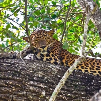 tourhub | Wild Frontiers | Sri Lanka: Hidden Treasures of the Sacred Island (Christmas Departure) 