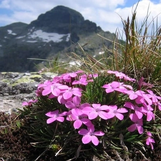 tourhub | Travel Editions | Alpine Wildflowers of Bulgaria Tour 