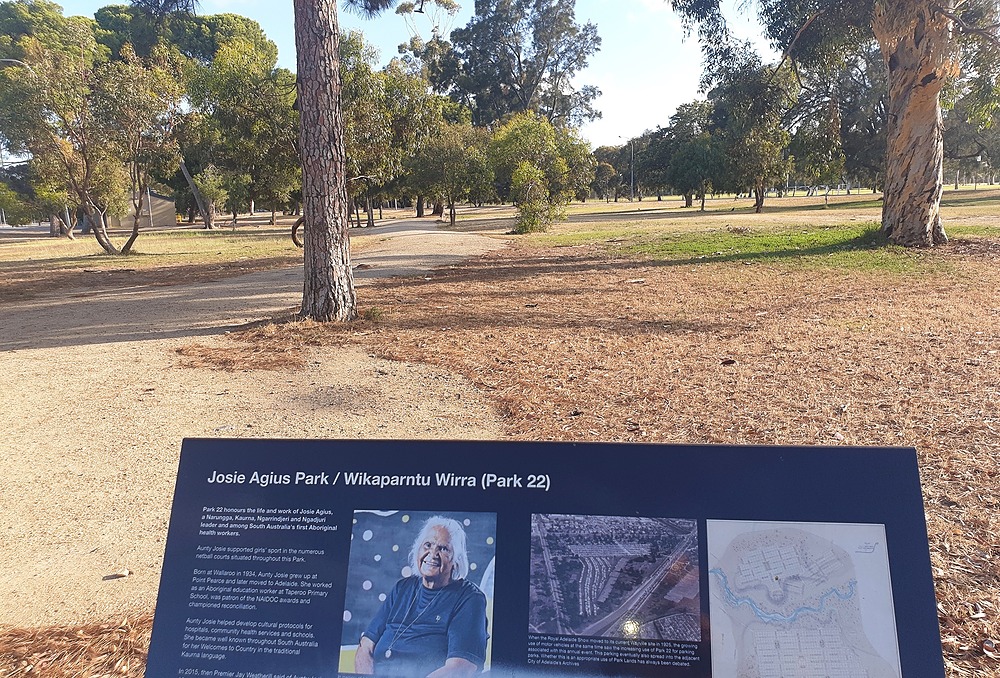 Pine trees in Josie Agius Park / Wikaparntu Wirra (Park 22)