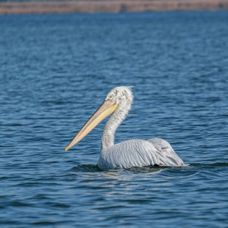 tourhub | Bunica Maria | Meet the Danube Delta – Bird watching tour 