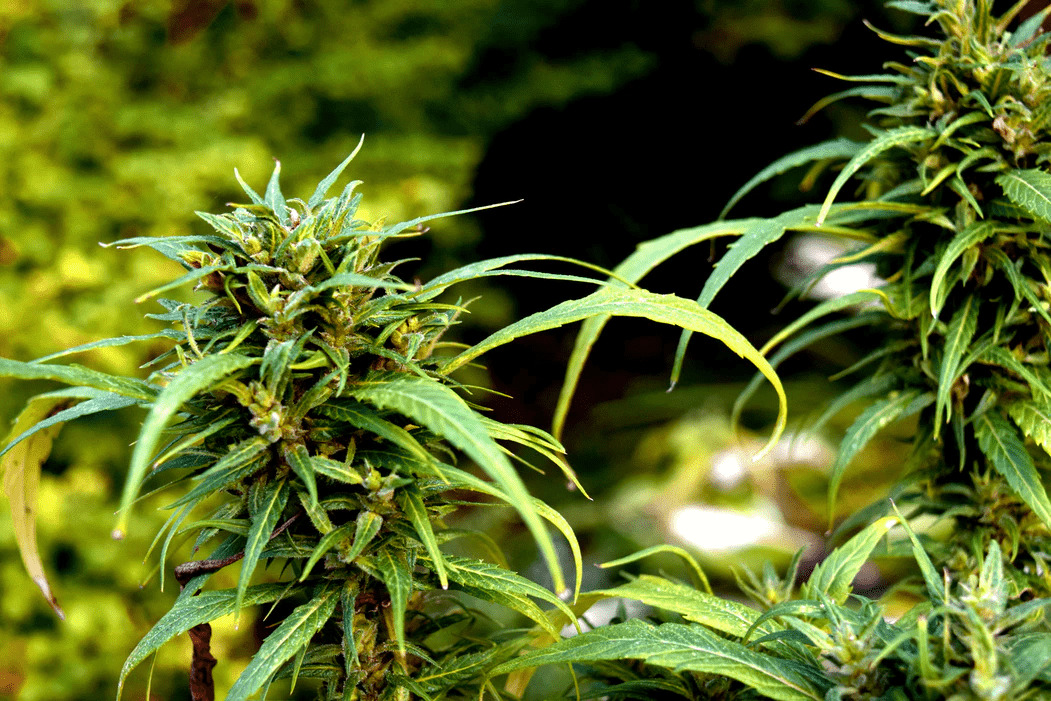 How Much Time Do I Need to Grow Feminized Cannabis?