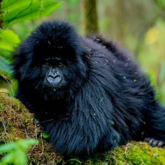 tourhub | Kingfisher Journeys | 14 Days - Kayak, Bike & Hike Rwanda & See the Gorillas 