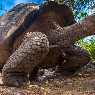 tourhub | Explore! | Galapagos - Central, South & East Islands aboard the Archipel I 