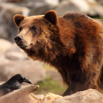 tourhub | Exodus Adventure Travels | Yellowstone Walks & Wolves 