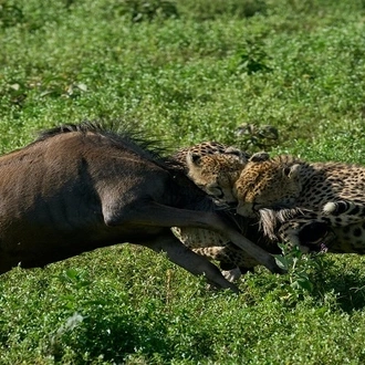 tourhub | Razan Safaris | The 4-day Serengeti Greatest Migration Safari (Ndutu Calving Season) 