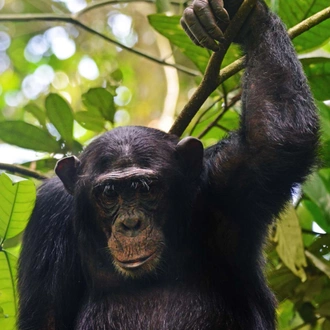 tourhub | Verdoro Safaris | 3-Day Queen Elizabeth National Park & Chimpanzee Tracking 