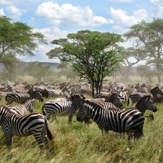 tourhub | Verdoro Safaris | 8-Days Uganda and Tanzania connect 