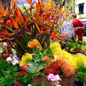 tourhub | Saga Holidays | Madeira Flower Festival 