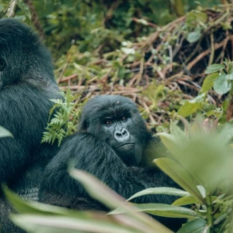 tourhub | Kawira Safaris Ltd | 2 days Uganda Gorilla Trek from Kigali 