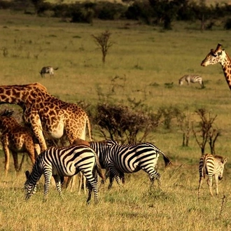 tourhub | Gracepatt Ecotours Kenya | 3 Days Ngorongoro Crater Wildlife Camping Safari  