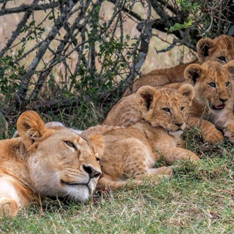 tourhub | Intrepid Travel | Kenya and Tanzania Family Safari  